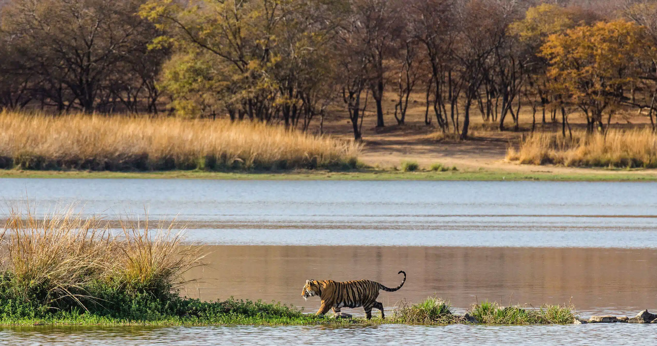 Ranthambore National Park: Complete Tiger Safari & Travel Guide