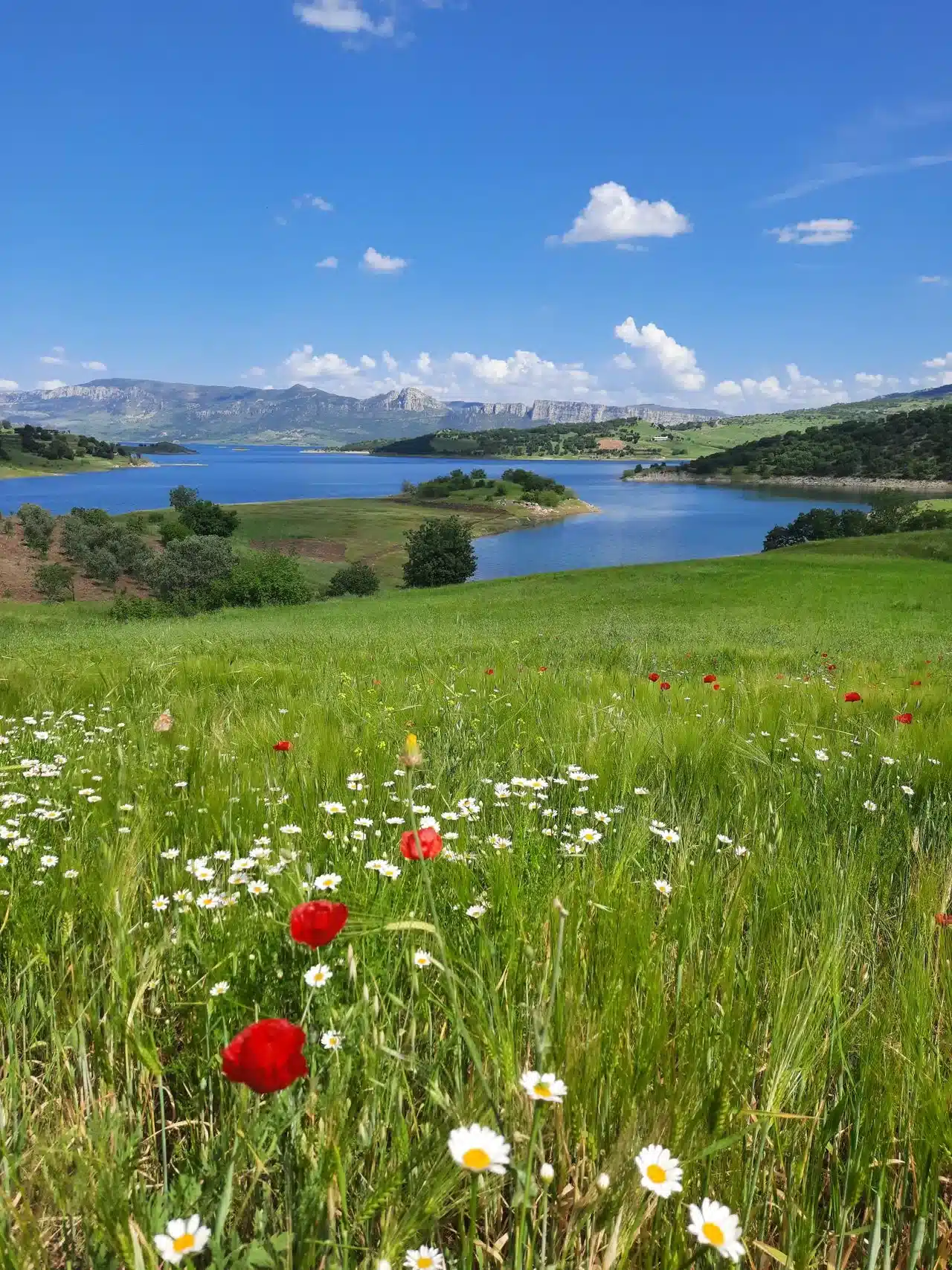 Meadows