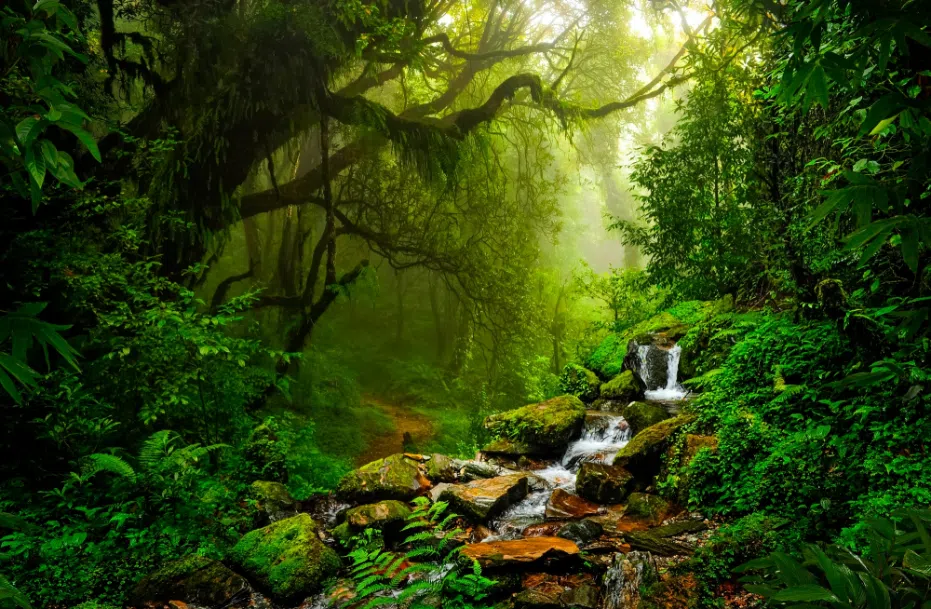 Forests 