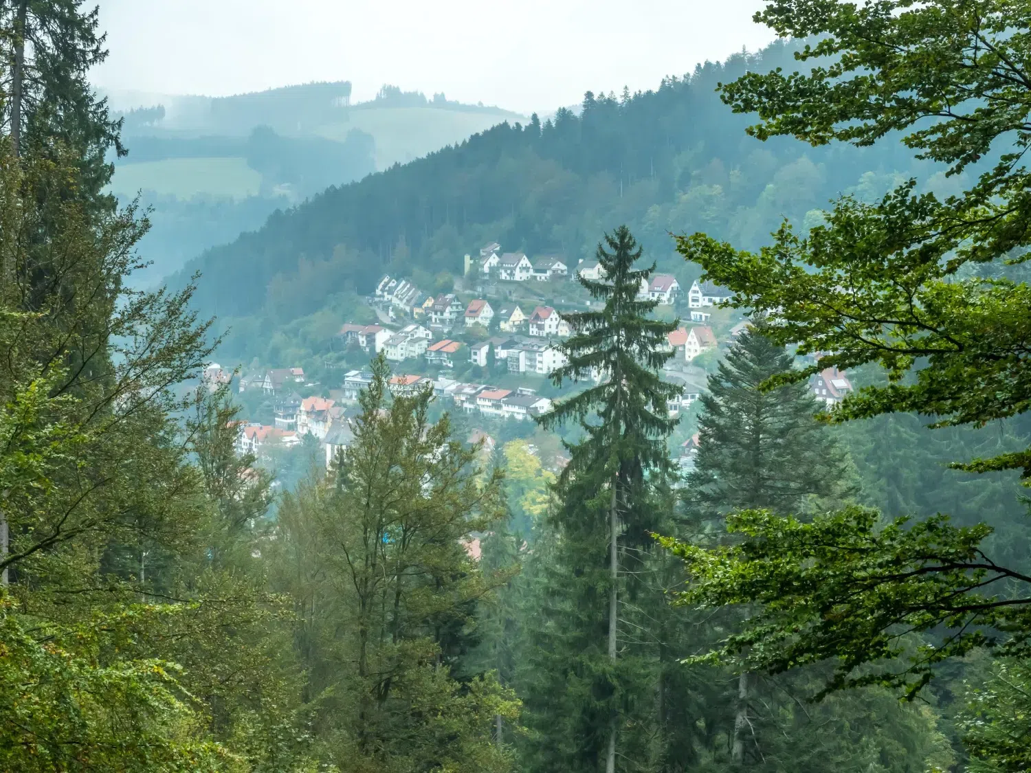 Schwarzwald
